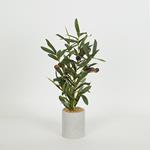 OLIVE TREE IN A PAPER PULP POT, WHITE,40cm
