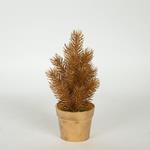PLANT  IN  A  POT, ROSEMARY, GOLD, 20cm