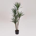 YUCA PLANT, IN A POT,  PLASTIC, BLACK, 120cm