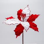 CANDY POINSETTIA, 27x20cm