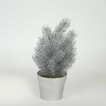 PLANT  IN  A  POT, ROSEMARY, SILVER, 20cm
