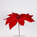 GRANDE POINSETTIA, RED, 50x52cm