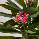 PLUMERIA TREE, PINK FLOWERS, IN A POT, PLASTIC, BLACK, 116cm