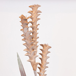ΛΟΥΛΟΥΔΙ/ΚΛΑΔΙ FOAM ΑΛΟΪΔΕΣ ΚΑΦΕ 30x105cm