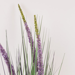 PLANT EREMURUS IN A POT PLASTIC 80cm
