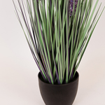 PLANT EREMURUS IN A POT PLASTIC 80cm