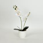 ORCHID , IN A POT, WHITE,35cm