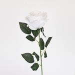 FLOWER, ROSE, WHITE, 60cm