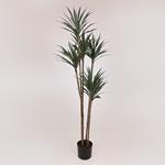 YUCA PLANT, IN A POT,  PLASTIC, BLACK, 150cm